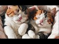 Relaxing Cat Music For Calming - Relaxation, Deep Sleep, Stress Relief, Peaceful Piano Music