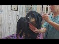 Beautiful mixed breed dog gets a haircut. #grooming