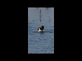 Oystercatcher bathing: