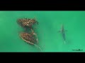 Best Great White Shark Drone Footage of 2021 (Narrated)