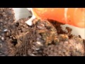 Feral Bee Colony Capture