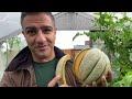 Growing Melons in UK | The Results