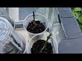 Fixing Root Rot & Compost Drying Issues in My DIY Black Pepper (Piper Nigrum) Vertical Grow Tower.