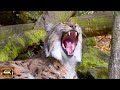 Cute Baby Animals 4K - Peaceful Relaxing Music / Melodic Guitar Unveiling the Beauty Within Musical