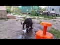 Dog eat water