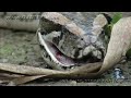 Python eats Alligator 02, Time Lapse Speed x6