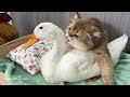 So funny cute😂!The rooster and the duck were clamoring to sleep with the cat.The cat abandoned them