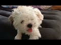 BANTAY SA STORE/Chichi/ OUR DOG/CUTE DOG/jhoy03 tv#dog