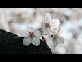 Healing Music-Beautiful and gentle piano healing music with cherry blossoms