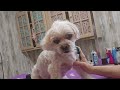 Grooming my dogs,Maltese mix & Bassett hound