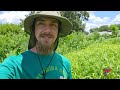 Everoak Farm [Syntropic Agroforestry Farm tour w/ Central Florida Abundance】