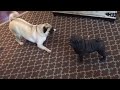 Oliver Challenges Pug Statue