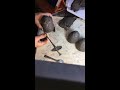 Dumpy pets sculpting tutorial