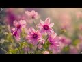 Jesus Christ - Worship Music🙇🏽‍♂️ Gentle Instrumental Church Hymns to Calm the Soul