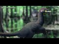 When Compsognathus Had Flippers | Bidar's Compsognathus
