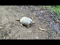 Snapping turtle for James Marshalla