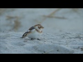 Baie de Goulven sauvage - Migration des limicoles