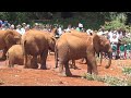 Dr. Sheldrick Elephant Orphanage, Nairobi, Kenya