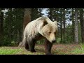 Bears Dancing in the Forest | Planet Earth II | BBC Earth