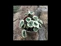 Coolest New and Rare Peperomia by Larry Hatch (www.cultivar.org)