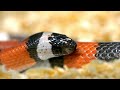 Slithering Wonders: Exploring the World of Snakes! #snake #animals #trending #world #wildlife #cute