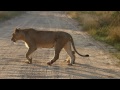 Lion Mother with Lion Cub