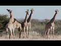 4K African Wildlife Documentary - Etosha National Park, Travel Namibia, Africa