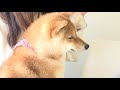 我慢の限界。兄の様子がおかしい・・・【子犬】【多頭飼い】【柴犬】