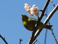 春のメジロ、梅の花は美味ぇ?? & みつばちにウグイス❣️