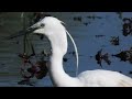 #wildlifevideography  #birdslover  #gelderland #fypforyou #beautifulbirds #beautifulnature #colors