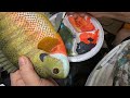 Painting a Bluegill Bream Wood Carving   Part 7