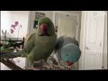 Parrots incredibly talk to one other like humans