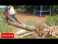 ESITHLL ATK 687 firs start & cut coconut tree#stihl #automobile #stihlhl94 #chainsaws #review #diy