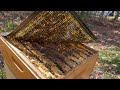 Flow Hive First Honey Harvest - Jerbee Apiary