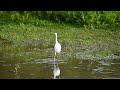 DSC 2475 July 10, 2021 Huntely Meadows Park VA Little Blue Heron Juvenile hunting in the marsh.