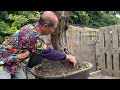 Shaping Huge English Elm Into Bonsai