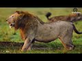 30 Moments When Wild Hyenas Confront The Most Dangerous Predator In Nature | Fighting Animals