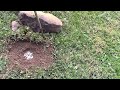 Coyote Trapping       Dirt hole placement to catch more COYOTES