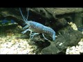 General Crayfish Care,Keeping Crayfish with other fish DIY LINK IN DESCRIPTIO