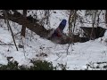 Crazy kid sleds into creek!