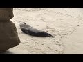 Harbor seals just chillin