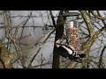 Great Spotted Woodpecker on Nut Feeder.