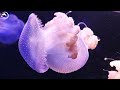 Jellyfish Aquarium 4K (ULTRA HD) 🐋- Coral Reefs and Colorful Sea Life - Relaxing Music