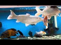 #oscarfish #peces#viral#youtube#pecesdisco#newyork#regalameunlike