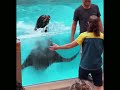 Sea Vs Little Boys Amazing SeaWorld’s Live Show  #seal#dolphinshow#seaworld#ocean#orca