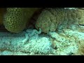 Sea Cucumber Bonaire 7.19.24