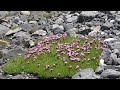 Backpacking the Canadian Rockies : Elk Lakes & Petain Basin