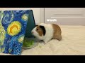 Guinea Pig Fails Compilation 2024 - Too Cute To Miss! 🐹❤️🤣