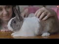 Rabbit Body Language: Meaning Behind 15 Strangest Rabbit Behaviors | Rabbits Jaw-Dropping Facts