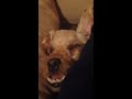 Dog Snoring